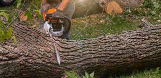 Best Tree Disease Treatment  in Ronceverte, WV