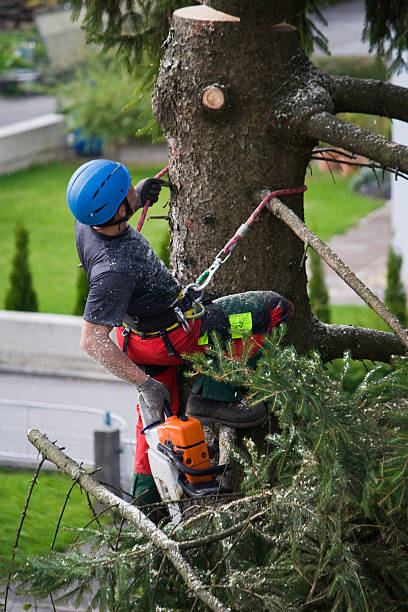  Ronceverte, WV Tree Services Pros