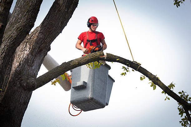 Best Tree Risk Assessment  in Ronceverte, WV